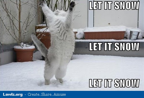 let-it-snow-winter-cat-meme